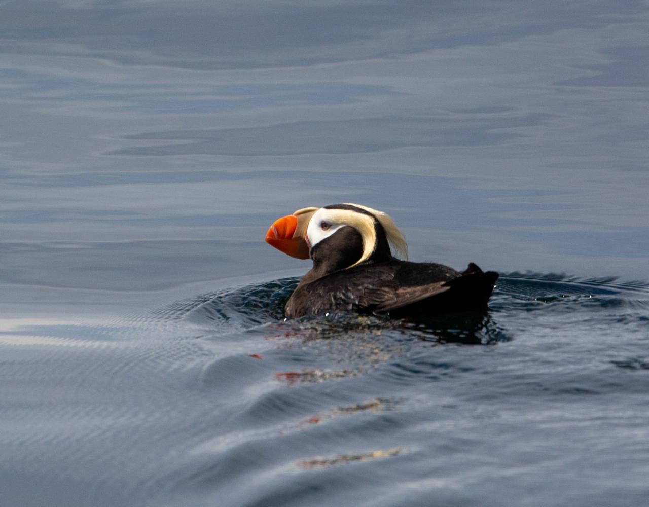 Birding Washington State, Bird watching Olympic Peninsula, Naturalist Journeys, Wildlife Tour, Wildlife Photography, Ecotourism, Specialty Birds, Birding Hotspot, Olympic National Park