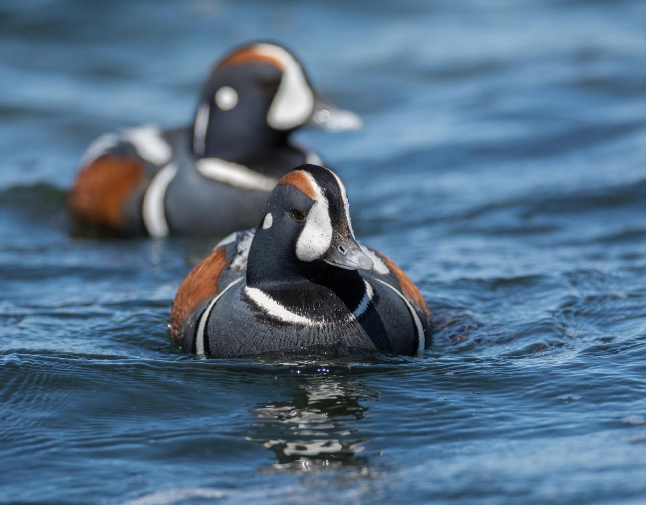 Birding Washington State, Bird watching Olympic Peninsula, Naturalist Journeys, Wildlife Tour, Wildlife Photography, Ecotourism, Specialty Birds, Birding Hotspot, Olympic National Park