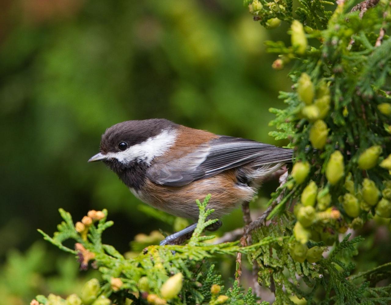 Birding Washington State, Bird watching Olympic Peninsula, Naturalist Journeys, Wildlife Tour, Wildlife Photography, Ecotourism, Specialty Birds, Birding Hotspot, Olympic National Park