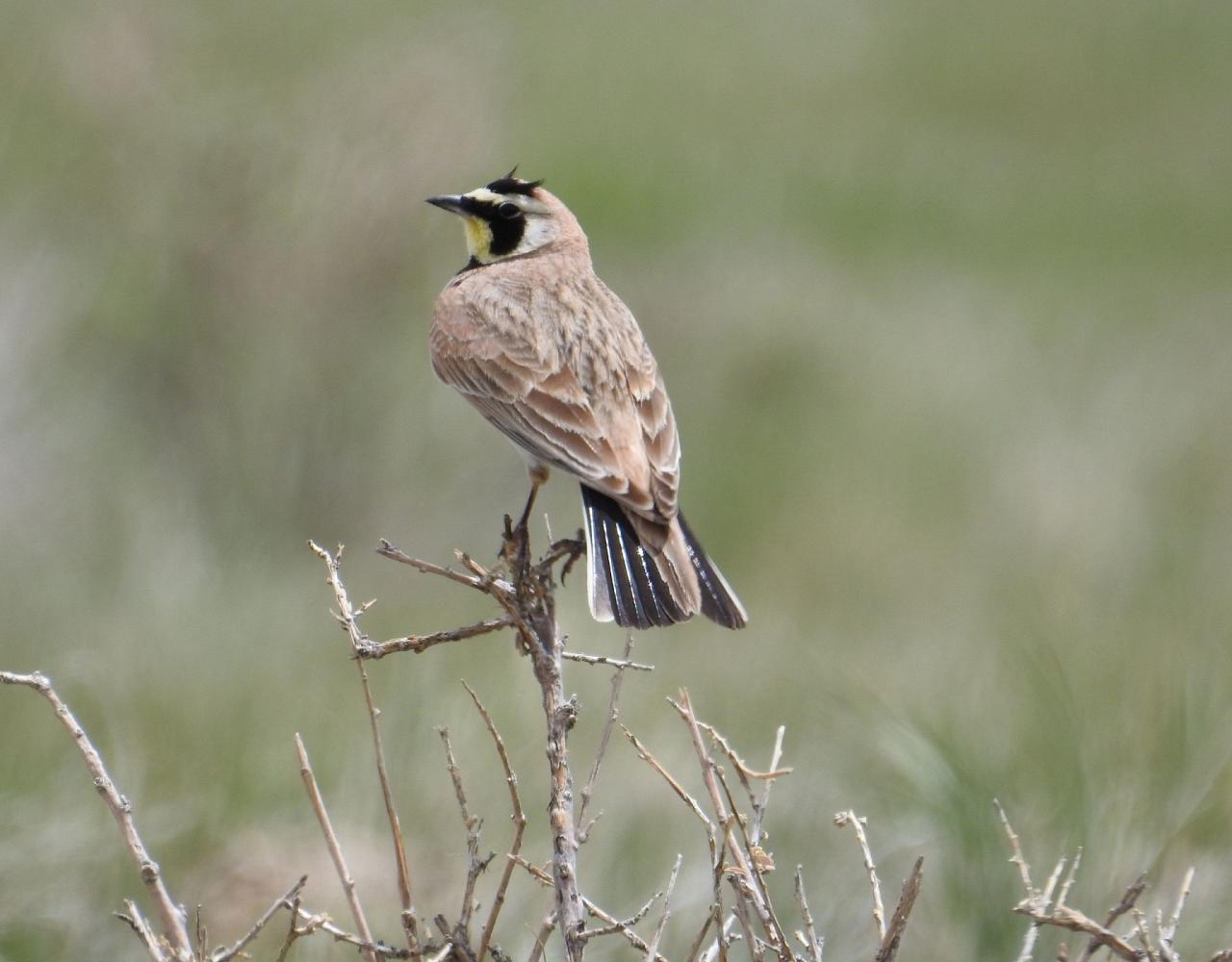 Birding Washington State, Bird watching Olympic Peninsula, Naturalist Journeys, Wildlife Tour, Wildlife Photography, Ecotourism, Specialty Birds, Birding Hotspot, Olympic National Park