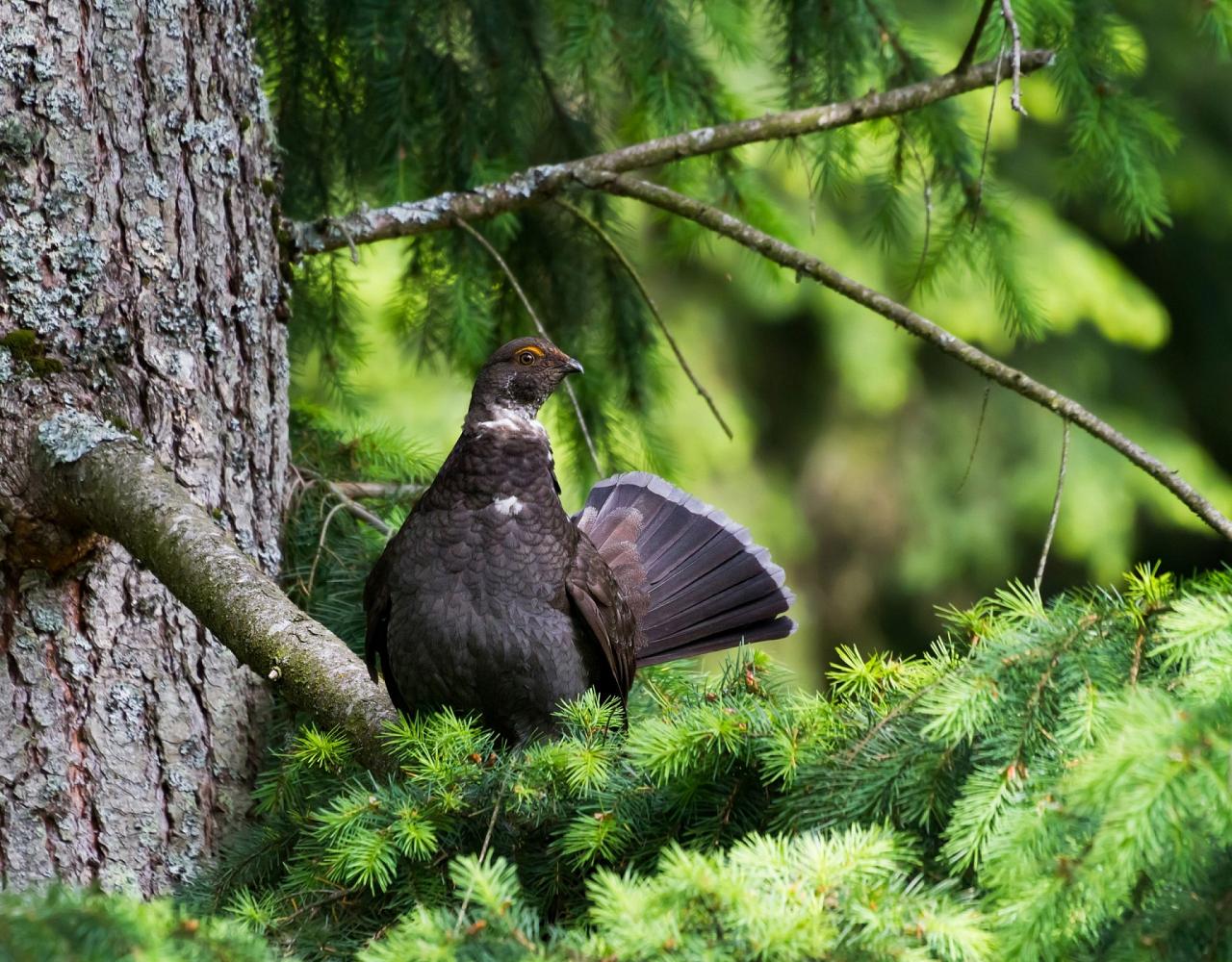 Birding Washington State, Bird watching Olympic Peninsula, Naturalist Journeys, Wildlife Tour, Wildlife Photography, Ecotourism, Specialty Birds, Birding Hotspot, Olympic National Park