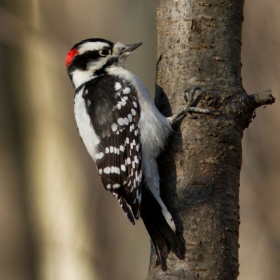 Downy Woodpecker, Great Basin National Park, Birding Nevada, Bird Watching Nevada, United States, North American Birds, Naturalist Journeys, Wildlife Tour, Wildlife Photography, Ecotourism, Specialty Birds