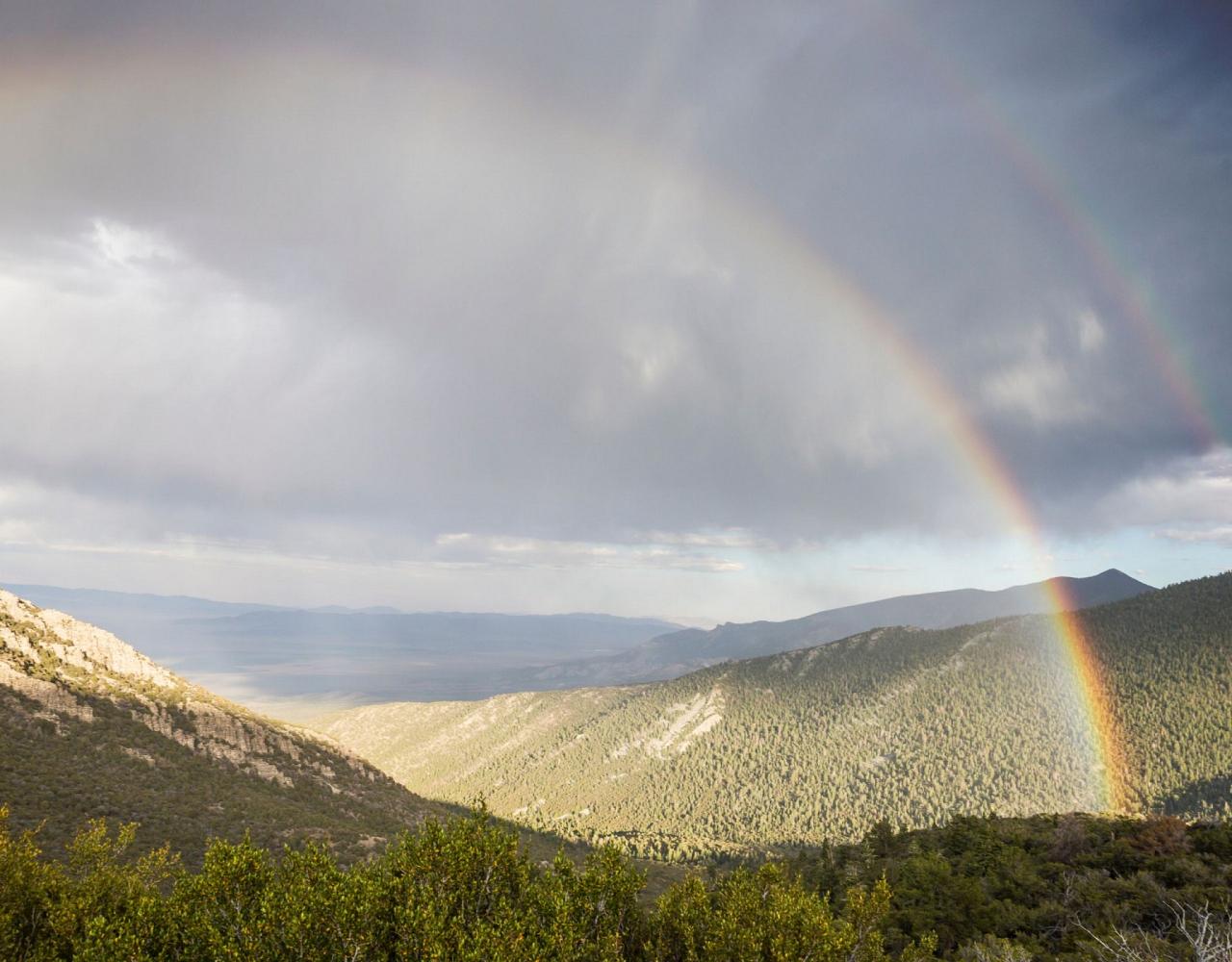 Great Basin National Park, Birding Nevada, Bird Watching Nevada, United States, North American Birds, Naturalist Journeys, Wildlife Tour, Wildlife Photography, Ecotourism, Specialty Birds