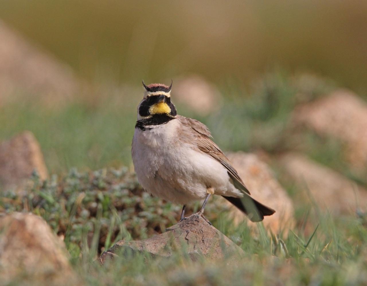 Great Basin National Park, Birding Nevada, Bird Watching Nevada, United States, North American Birds, Naturalist Journeys, Wildlife Tour, Wildlife Photography, Ecotourism, Specialty Birds