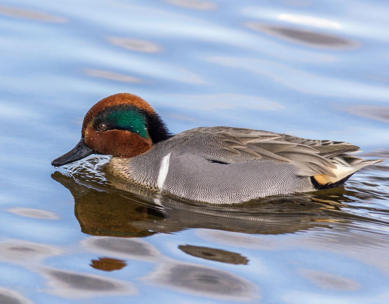 Great Basin National Park, Birding Nevada, Bird Watching Nevada, United States, North American Birds, Naturalist Journeys, Wildlife Tour, Wildlife Photography, Ecotourism, Specialty Birds