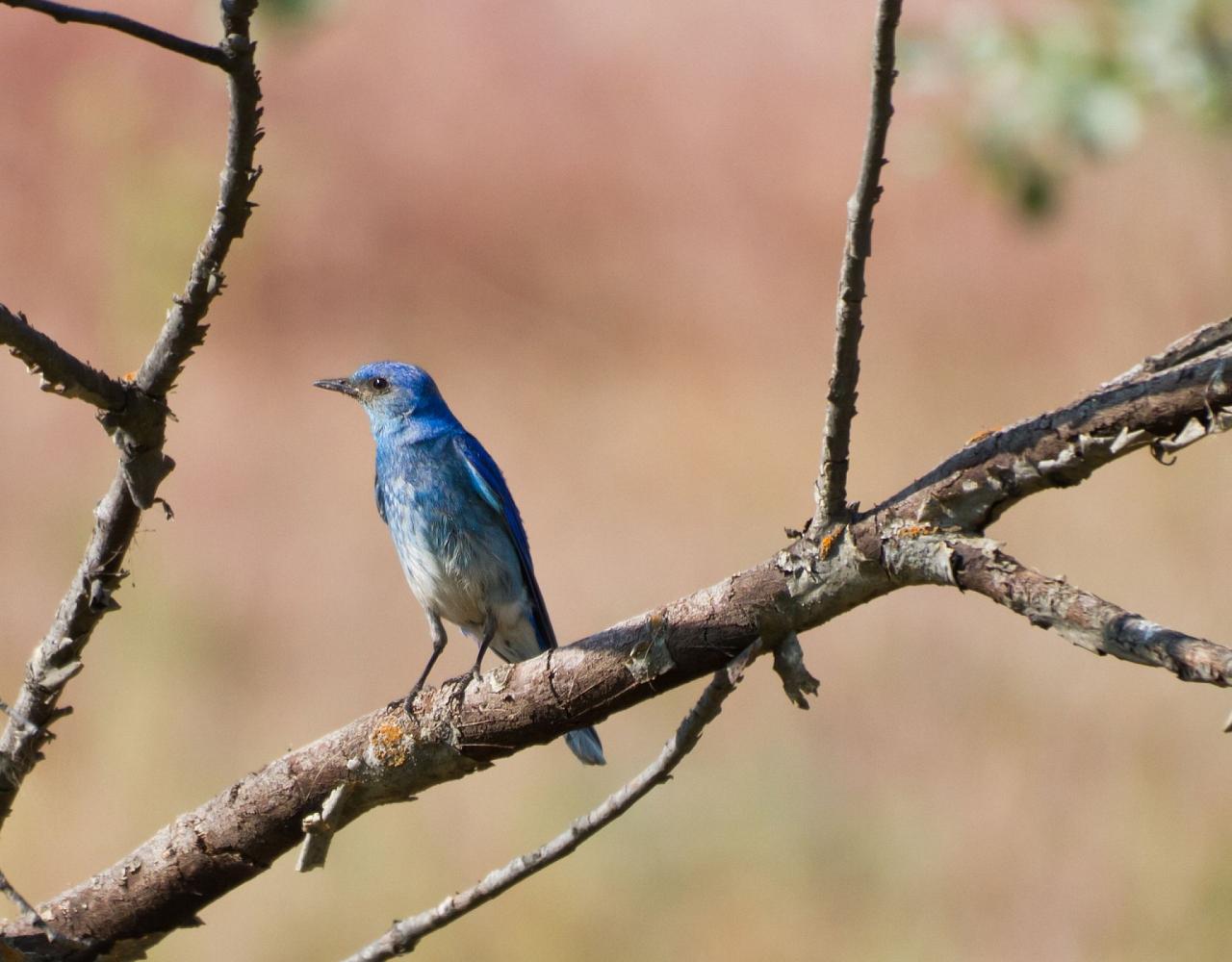 Great Basin National Park, Birding Nevada, Bird Watching Nevada, United States, North American Birds, Naturalist Journeys, Wildlife Tour, Wildlife Photography, Ecotourism, Specialty Birds