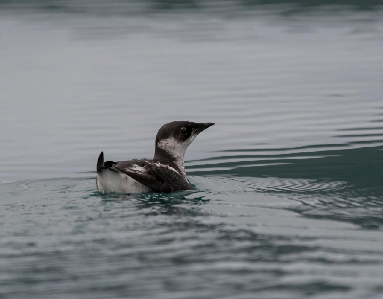 Birding Canada, Bird Watching Canada, Birding North America, Naturalist Journeys, Wildlife Tour, Wildlife Photography, Ecotourism, Specialty Birds, Endemic Birds, Birding Hotspot, Banff National Park