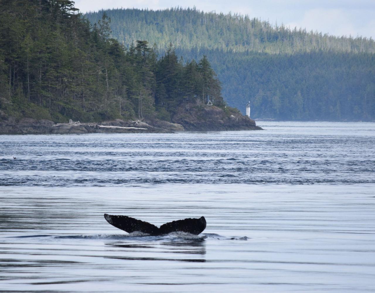 Birding Canada, Bird Watching Canada, Birding North America, Naturalist Journeys, Wildlife Tour, Wildlife Photography, Ecotourism, Specialty Birds, Endemic Birds, Birding Hotspot, Banff National Park