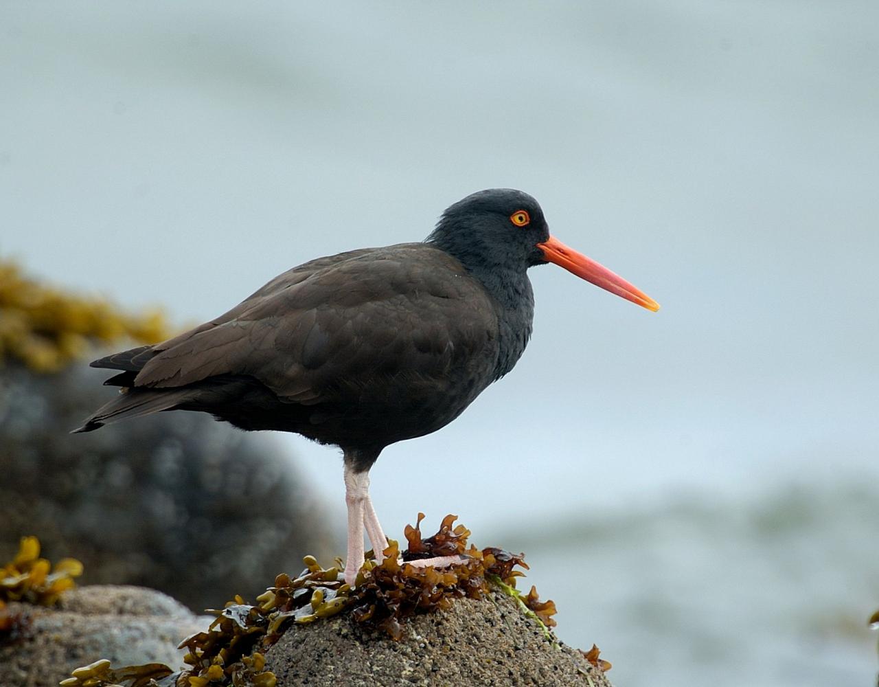 Birding Canada, Bird Watching Canada, Birding North America, Naturalist Journeys, Wildlife Tour, Wildlife Photography, Ecotourism, Specialty Birds, Endemic Birds, Birding Hotspot, Banff National Park