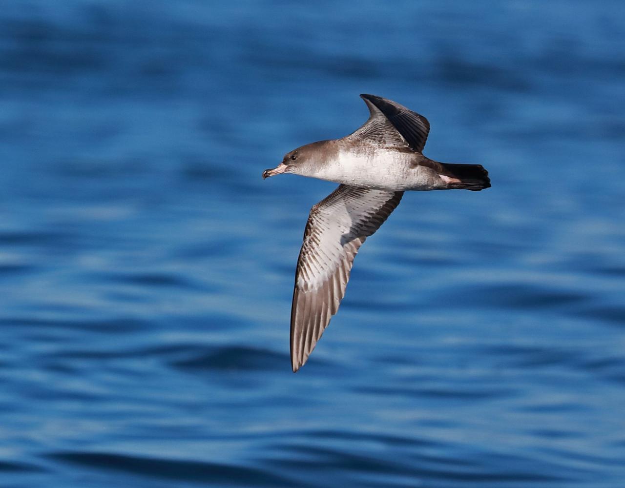 Birding Canada, Bird Watching Canada, Birding North America, Naturalist Journeys, Wildlife Tour, Wildlife Photography, Ecotourism, Specialty Birds, Endemic Birds, Birding Hotspot, Banff National Park