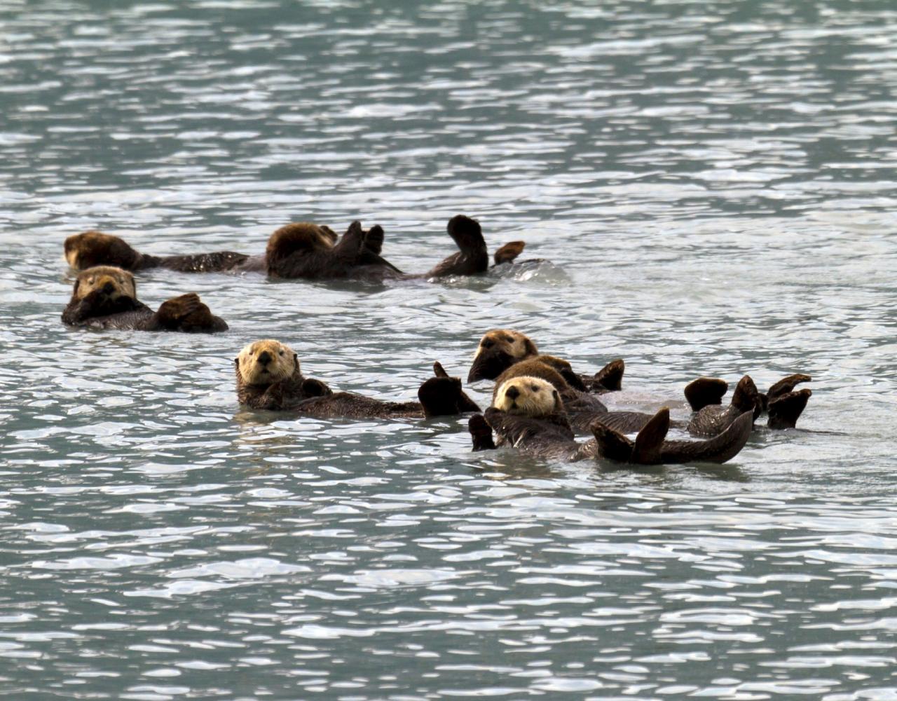 Birding Canada, Bird Watching Canada, Birding North America, Naturalist Journeys, Wildlife Tour, Wildlife Photography, Ecotourism, Specialty Birds, Endemic Birds, Birding Hotspot, Banff National Park