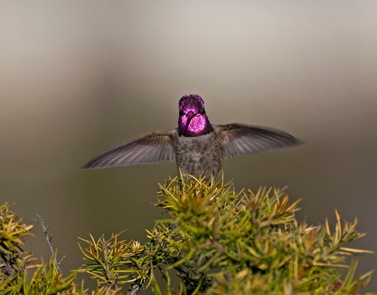 Birding Canada, Bird Watching Canada, Birding North America, Naturalist Journeys, Wildlife Tour, Wildlife Photography, Ecotourism, Specialty Birds, Endemic Birds, Birding Hotspot, Banff National Park