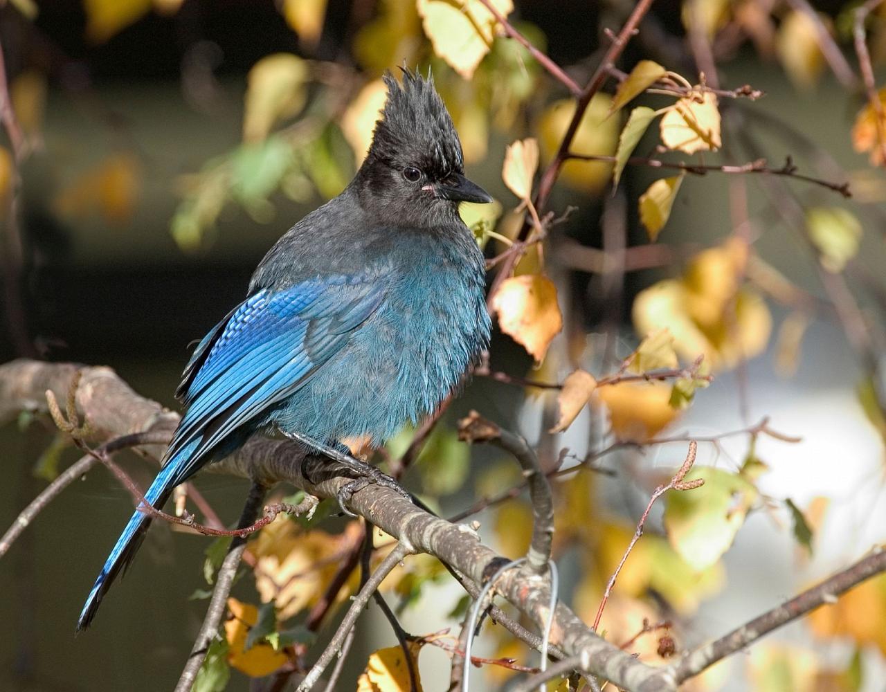 Birding Canada, Bird Watching Canada, Birding North America, Naturalist Journeys, Wildlife Tour, Wildlife Photography, Ecotourism, Specialty Birds, Endemic Birds, Birding Hotspot, Banff National Park