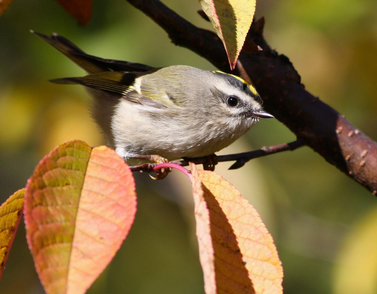 Birding Canada, Bird Watching Canada, Birding North America, Naturalist Journeys, Wildlife Tour, Wildlife Photography, Ecotourism, Specialty Birds, Endemic Birds, Birding Hotspot, Banff National Park