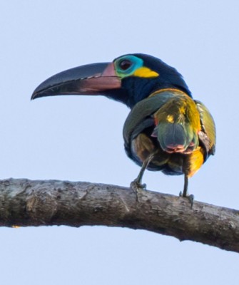 Guyana & South America Birding Tour 2025 | Naturalist Journeys