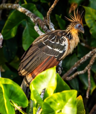 Birding Guyana, Bird Watching Guyana, Birding South America, Naturalist Journeys, Wildlife Tour, Wildlife Photography, Ecotourism, Specialty Birds, Endemic Birds, Birding Hotspot