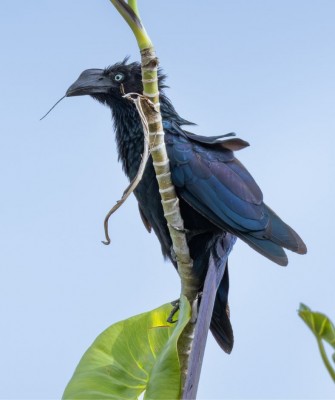 Birding Guyana, Bird Watching Guyana, Birding South America, Naturalist Journeys, Wildlife Tour, Wildlife Photography, Ecotourism, Specialty Birds, Endemic Birds, Birding Hotspot