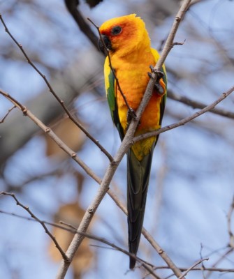 Birding Guyana, Bird Watching Guyana, Birding South America, Naturalist Journeys, Wildlife Tour, Wildlife Photography, Ecotourism, Specialty Birds, Endemic Birds, Birding Hotspot