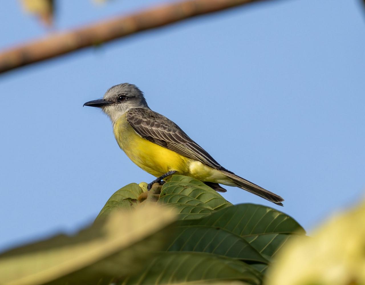 Birding Guyana, Bird Watching Guyana, Birding South America, Naturalist Journeys, Wildlife Tour, Wildlife Photography, Ecotourism, Specialty Birds, Endemic Birds, Birding Hotspot