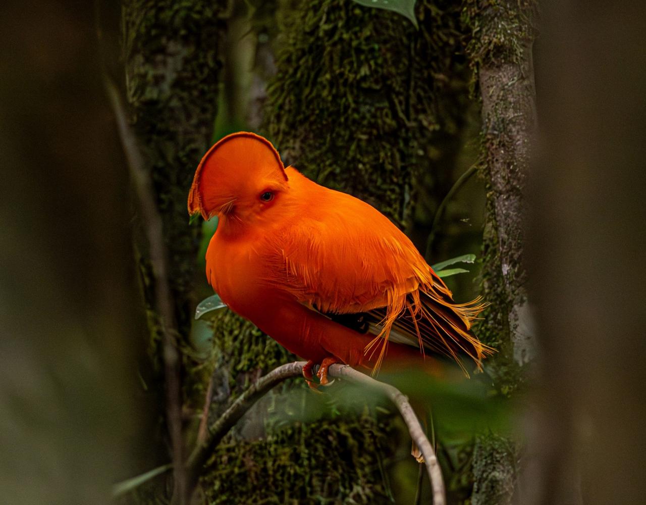 Birding Guyana, Bird Watching Guyana, Birding South America, Naturalist Journeys, Wildlife Tour, Wildlife Photography, Ecotourism, Specialty Birds, Endemic Birds, Birding Hotspot