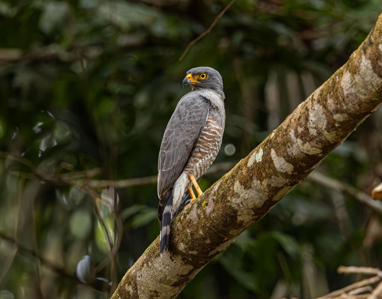 Birding Guyana, Bird Watching Guyana, Birding South America, Naturalist Journeys, Wildlife Tour, Wildlife Photography, Ecotourism, Specialty Birds, Endemic Birds, Birding Hotspot