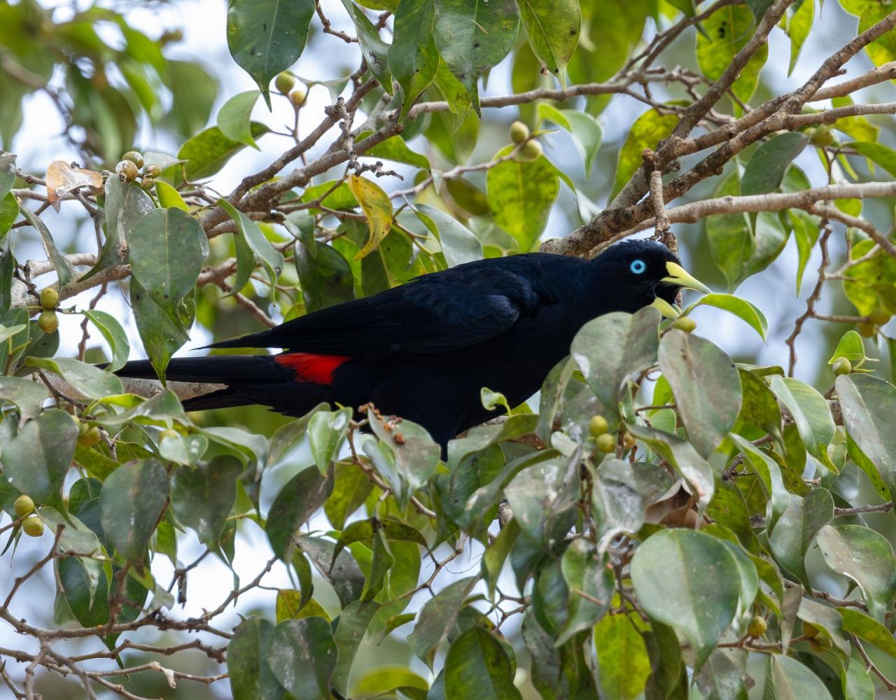 Birding Guyana, Bird Watching Guyana, Birding South America, Naturalist Journeys, Wildlife Tour, Wildlife Photography, Ecotourism, Specialty Birds, Endemic Birds, Birding Hotspot