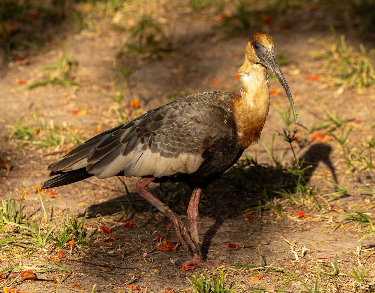 Birding Guyana, Bird Watching Guyana, Birding South America, Naturalist Journeys, Wildlife Tour, Wildlife Photography, Ecotourism, Specialty Birds, Endemic Birds, Birding Hotspot