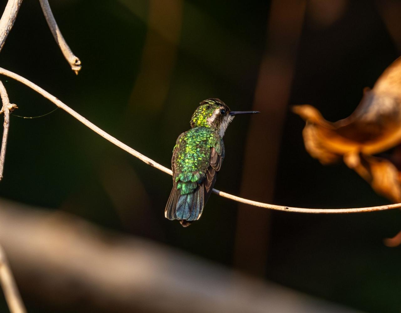 Birding Guyana, Bird Watching Guyana, Birding South America, Naturalist Journeys, Wildlife Tour, Wildlife Photography, Ecotourism, Specialty Birds, Endemic Birds, Birding Hotspot