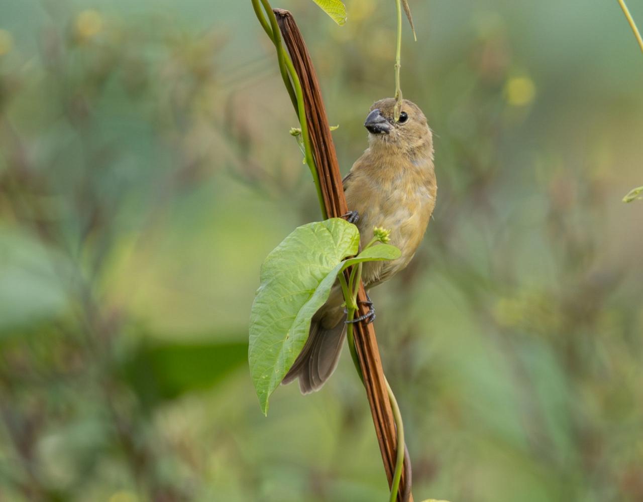 Birding Guyana, Bird Watching Guyana, Birding South America, Naturalist Journeys, Wildlife Tour, Wildlife Photography, Ecotourism, Specialty Birds, Endemic Birds, Birding Hotspot