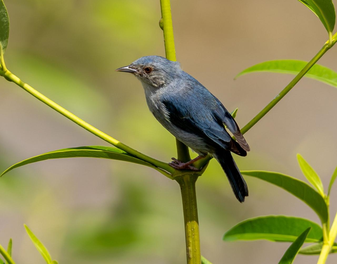 Birding Guyana, Bird Watching Guyana, Birding South America, Naturalist Journeys, Wildlife Tour, Wildlife Photography, Ecotourism, Specialty Birds, Endemic Birds, Birding Hotspot