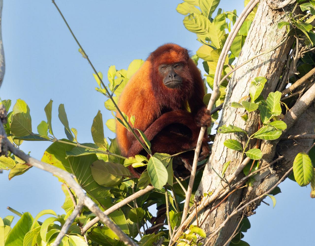 Birding Guyana, Bird Watching Guyana, Birding South America, Naturalist Journeys, Wildlife Tour, Wildlife Photography, Ecotourism, Specialty Birds, Endemic Birds, Birding Hotspot