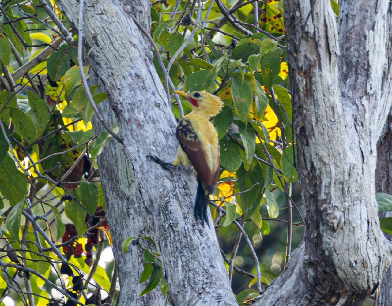 Birding Guyana, Bird Watching Guyana, Birding South America, Naturalist Journeys, Wildlife Tour, Wildlife Photography, Ecotourism, Specialty Birds, Endemic Birds, Birding Hotspot