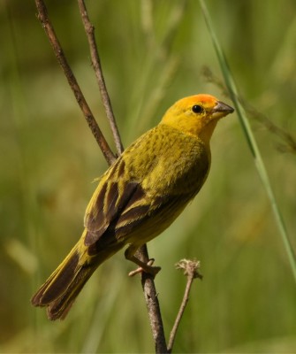 Birding Peru, Bird Watching Peru, Birding South America, Naturalist Journeys, Wildlife Tour, Wildlife Photography, Ecotourism, Specialty Birds, Endemic Birds, Birding Hotspot