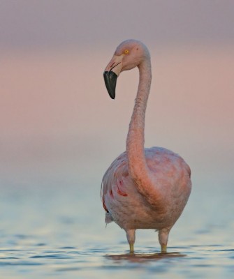 Birding Peru, Bird Watching Peru, Birding South America, Naturalist Journeys, Wildlife Tour, Wildlife Photography, Ecotourism, Specialty Birds, Endemic Birds, Birding Hotspot