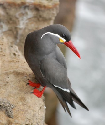 Birding Peru, Bird Watching Peru, Birding South America, Naturalist Journeys, Wildlife Tour, Wildlife Photography, Ecotourism, Specialty Birds, Endemic Birds, Birding Hotspot