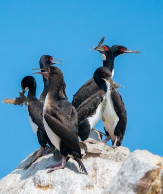 Birding Peru, Bird Watching Peru, Birding South America, Naturalist Journeys, Wildlife Tour, Wildlife Photography, Ecotourism, Specialty Birds, Endemic Birds, Birding Hotspot