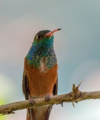 Birding Peru, Bird Watching Peru, Birding South America, Naturalist Journeys, Wildlife Tour, Wildlife Photography, Ecotourism, Specialty Birds, Endemic Birds, Birding Hotspot