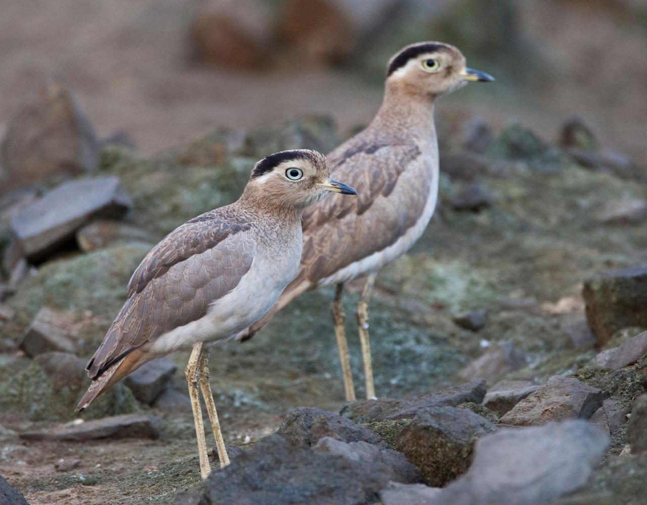 Birding Peru, Bird Watching Peru, Birding South America, Naturalist Journeys, Wildlife Tour, Wildlife Photography, Ecotourism, Specialty Birds, Endemic Birds, Birding Hotspot