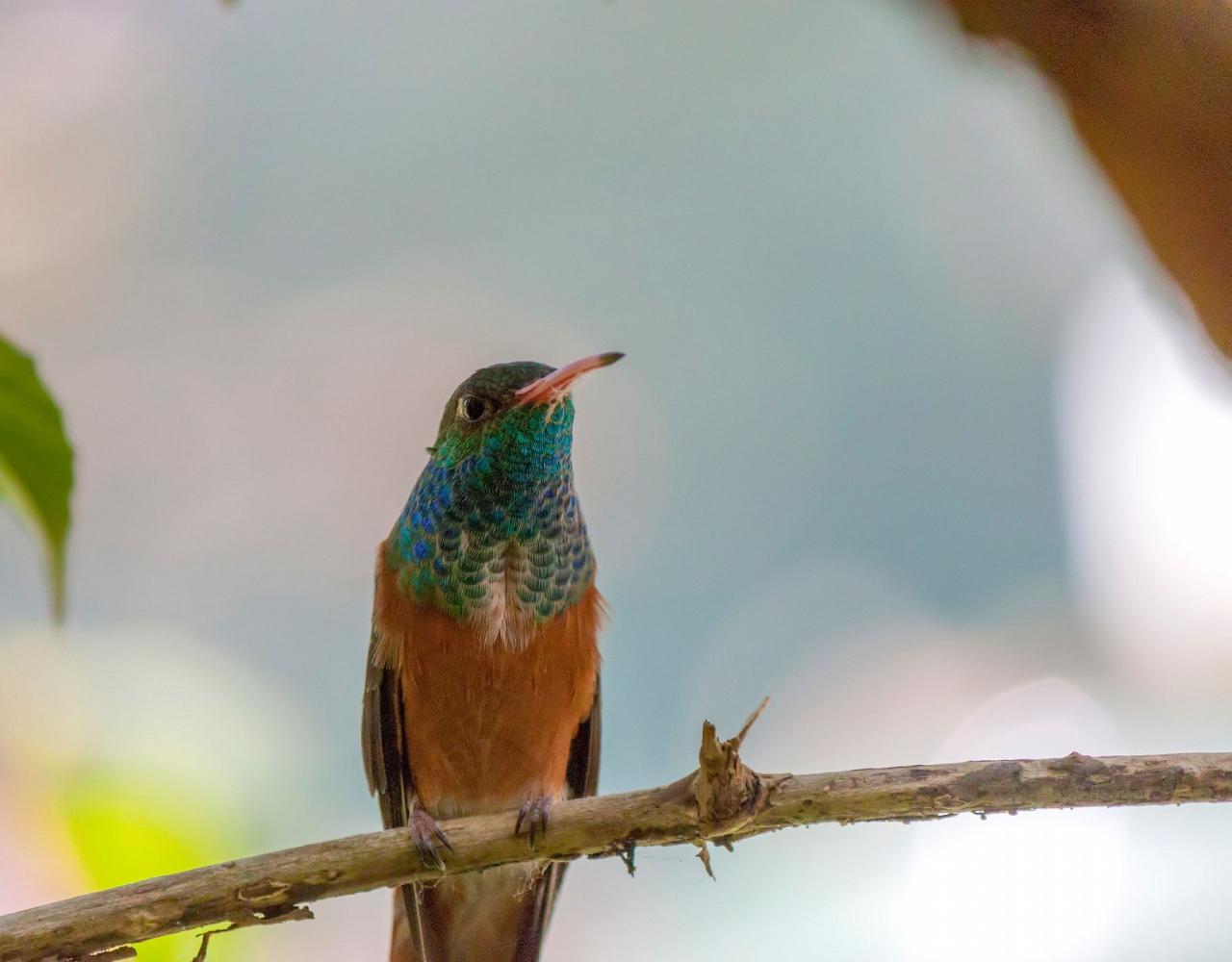 Birding Peru, Bird Watching Peru, Birding South America, Naturalist Journeys, Wildlife Tour, Wildlife Photography, Ecotourism, Specialty Birds, Endemic Birds, Birding Hotspot