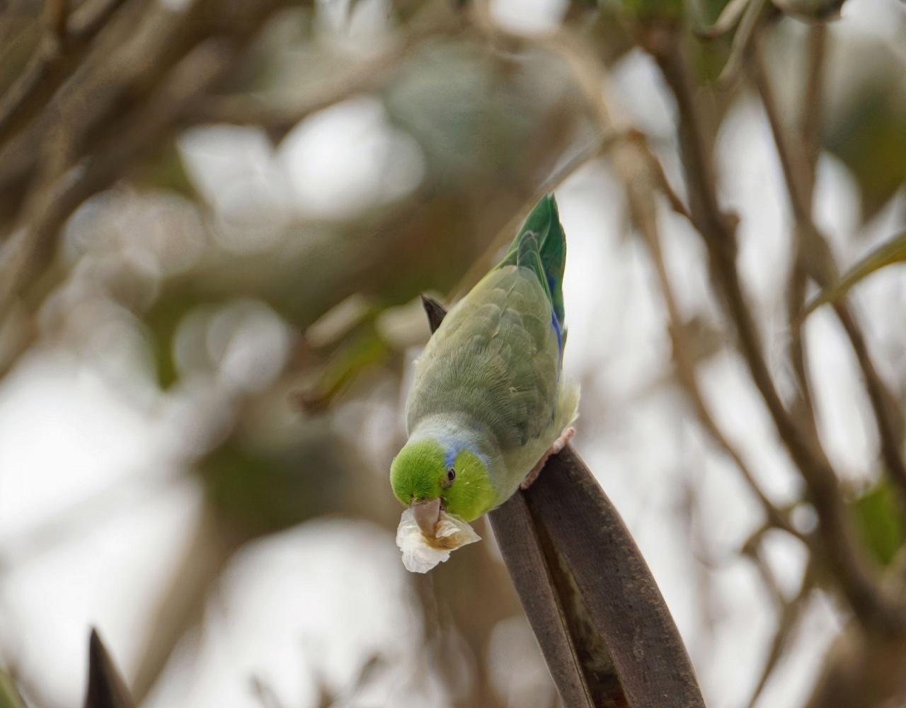 Birding Peru, Bird Watching Peru, Birding South America, Naturalist Journeys, Wildlife Tour, Wildlife Photography, Ecotourism, Specialty Birds, Endemic Birds, Birding Hotspot