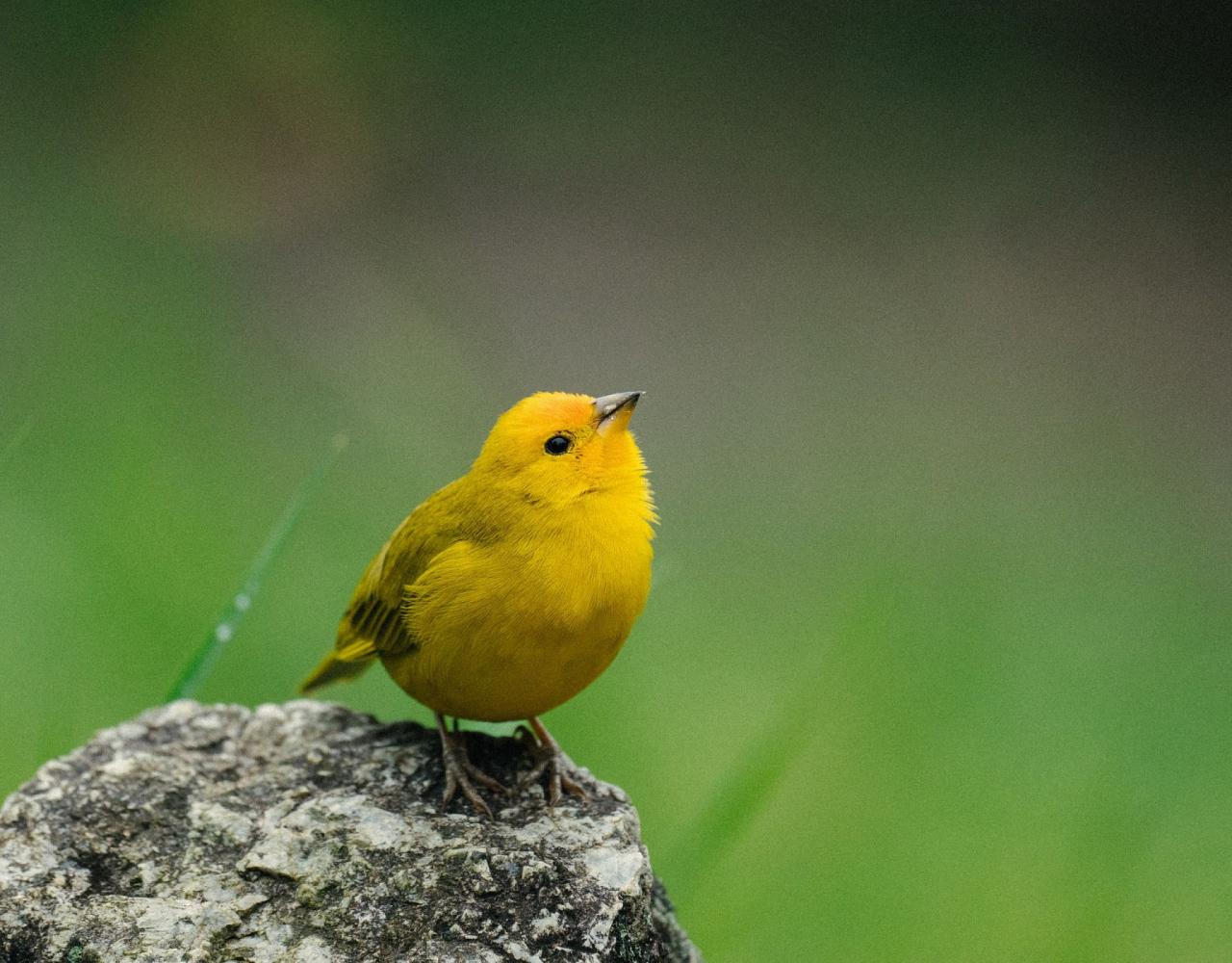 Birding Peru, Bird Watching Peru, Birding South America, Naturalist Journeys, Wildlife Tour, Wildlife Photography, Ecotourism, Specialty Birds, Endemic Birds, Birding Hotspot