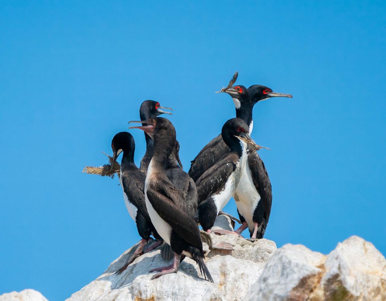 Birding Peru, Bird Watching Peru, Birding South America, Naturalist Journeys, Wildlife Tour, Wildlife Photography, Ecotourism, Specialty Birds, Endemic Birds, Birding Hotspot