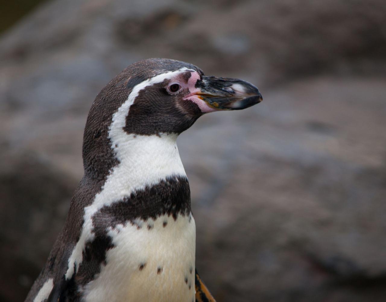 Birding Peru, Bird Watching Peru, Birding South America, Naturalist Journeys, Wildlife Tour, Wildlife Photography, Ecotourism, Specialty Birds, Endemic Birds, Birding Hotspot