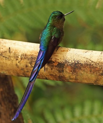 Violet-tailed Sylph, Birding Ecuador, Bird watching Ecuador, Ecuador, South American Birds, Naturalist Journeys, Wildlife Tour, Wildlife Photography, Ecotourism, Specialty Birds, Endemic Birds, Birding Hotspot