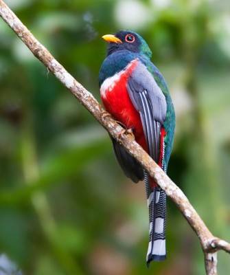 Masked Trogon, Birding Ecuador, Bird watching Ecuador, Ecuador, South American Birds, Naturalist Journeys, Wildlife Tour, Wildlife Photography, Ecotourism, Specialty Birds, Endemic Birds, Birding Hotspot