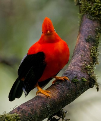 Andean Cock-of-the-rock, Birding Ecuador, Bird watching Ecuador, Ecuador, South American Birds, Naturalist Journeys, Wildlife Tour, Wildlife Photography, Ecotourism, Specialty Birds, Endemic Birds, Birding Hotspot