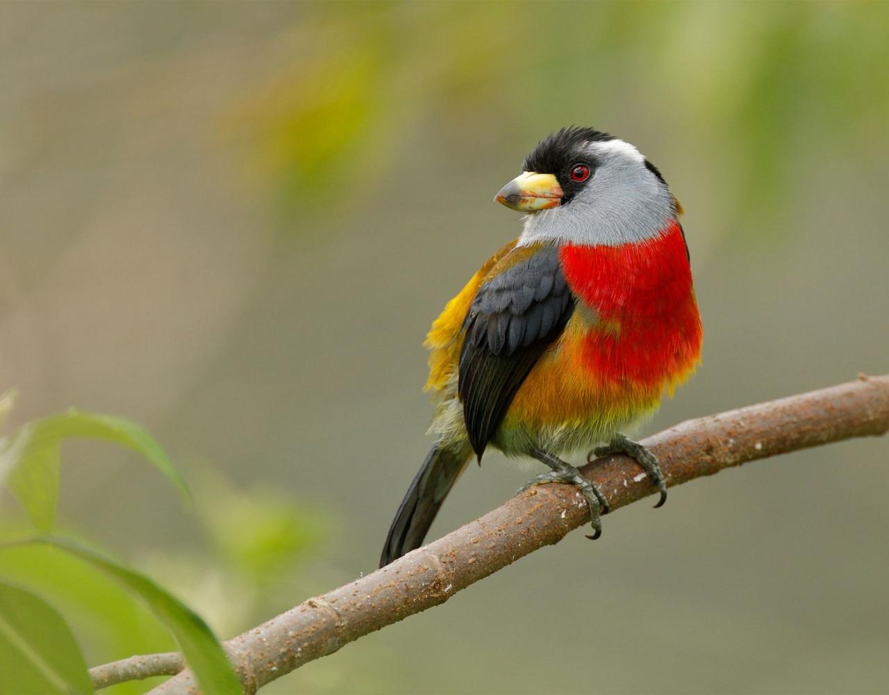 Toucan Barbet, Birding Ecuador, Bird watching Ecuador, Ecuador, South American Birds, Naturalist Journeys, Wildlife Tour, Wildlife Photography, Ecotourism, Specialty Birds, Endemic Birds, Birding Hotspot