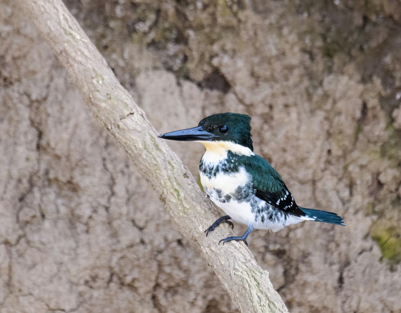 Green Kingfisher, Birding Ecuador, Bird watching Ecuador, Ecuador, South American Birds, Naturalist Journeys, Wildlife Tour, Wildlife Photography, Ecotourism, Specialty Birds, Endemic Birds, Birding Hotspot