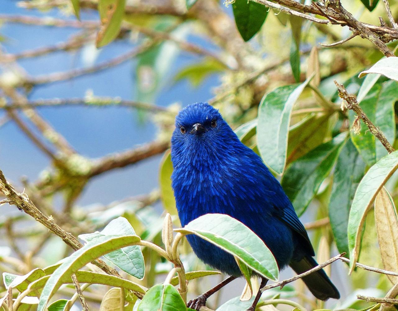 Tit-like Dacnis, Birding Ecuador, Bird watching Ecuador, Ecuador, South American Birds, Naturalist Journeys, Wildlife Tour, Wildlife Photography, Ecotourism, Specialty Birds, Endemic Birds, Birding Hotspot