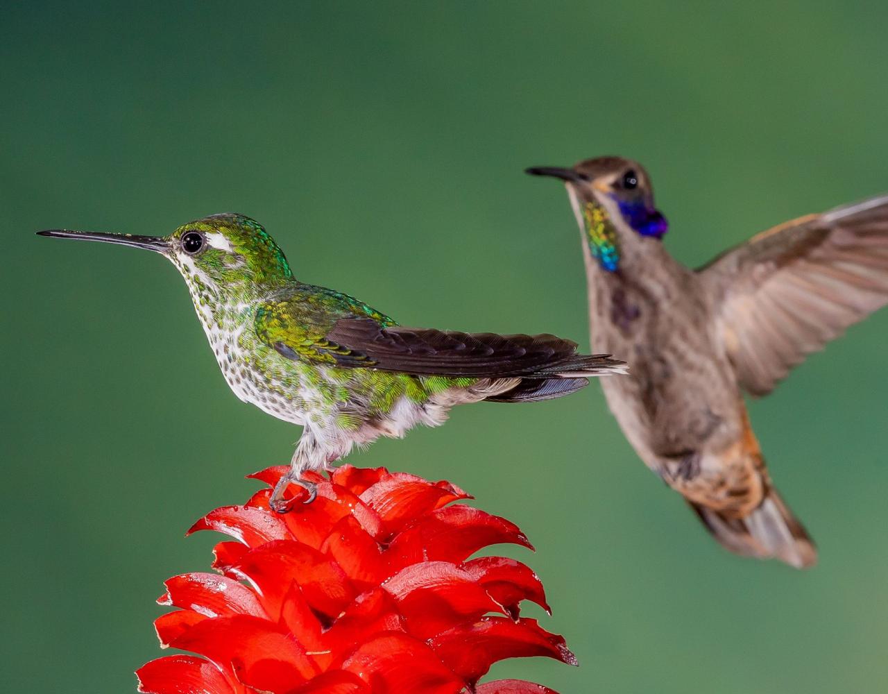 Purple bibbed white-tip & Brown Violet-ear, Birding Ecuador, Bird watching Ecuador, Ecuador, South American Birds, Naturalist Journeys, Wildlife Tour, Wildlife Photography, Ecotourism, Specialty Birds, Endemic Birds, Birding Hotspot